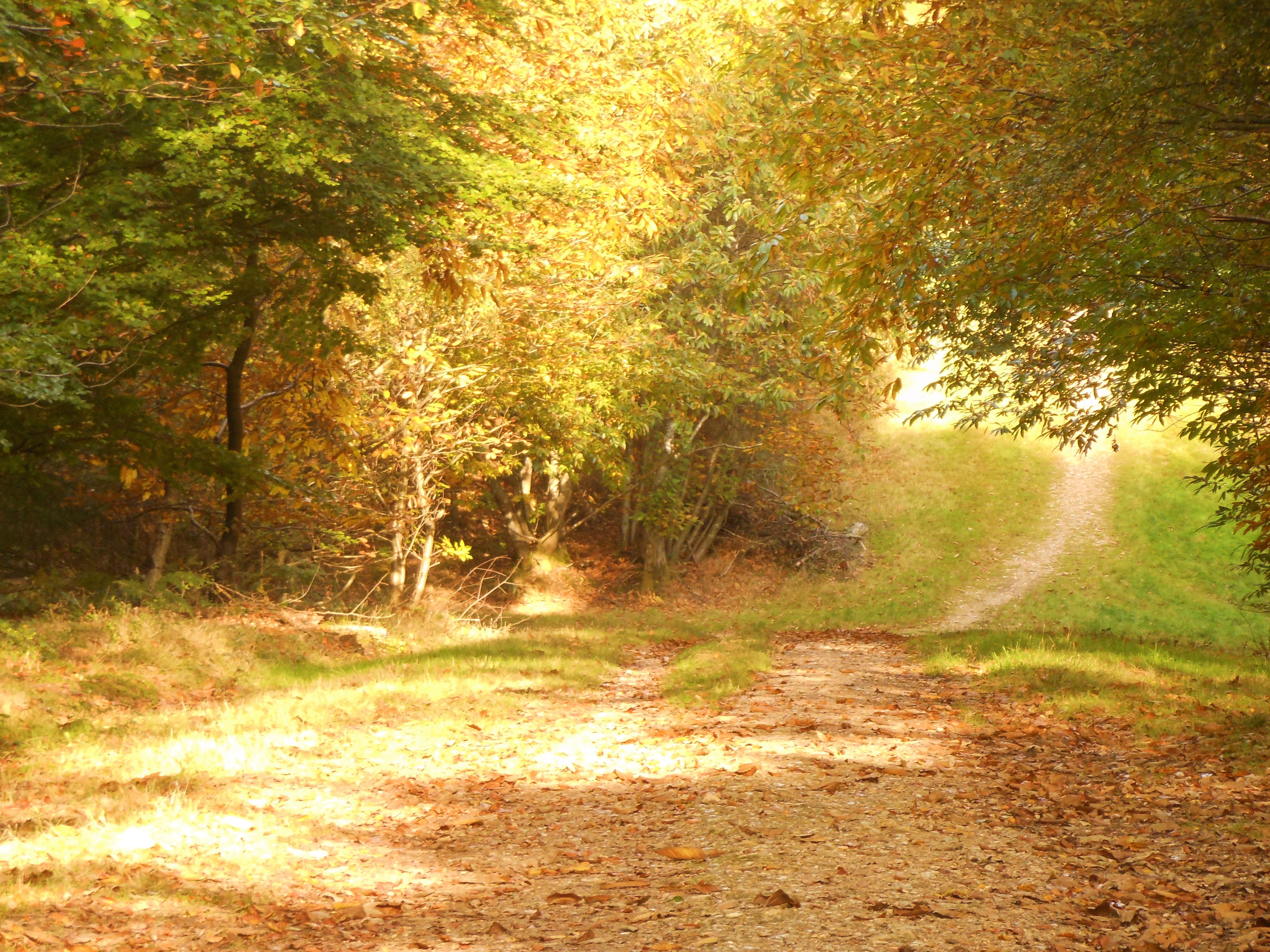 Blog/Autumn 2020 Blog Pic 1